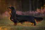 Onyx en statique de profil sur l'herbe, marques feu nettes